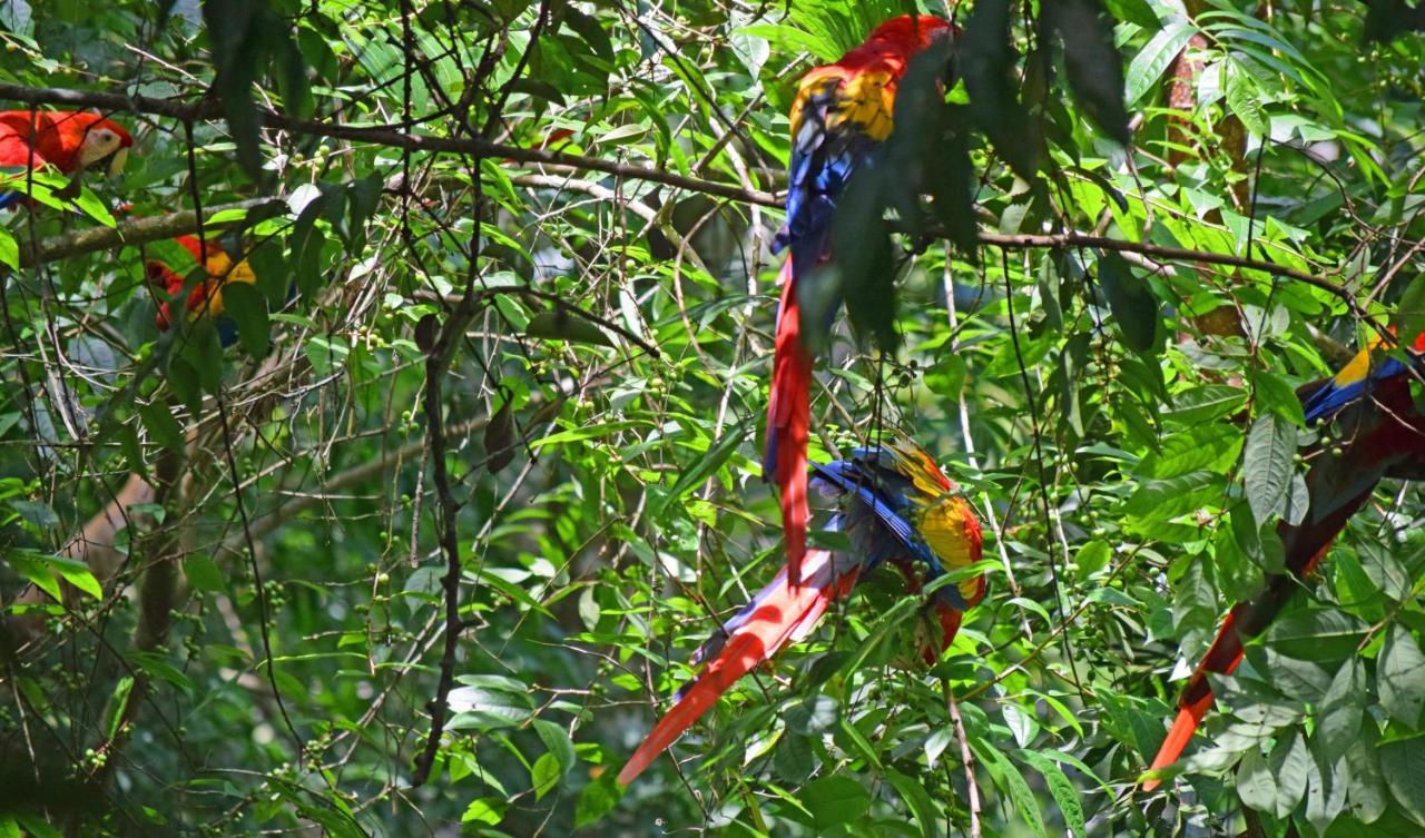 La Montanita Lodge Manuel Antonio Exteriör bild